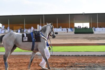 محافظة العقيق تشهد انطلاق المحفل الأول لسباقات الخيل على كأس ميدان الفروسية