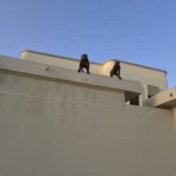 القضاء الإيراني يحقق بفيديو إباحي لمسؤول حكومي