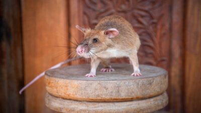 بالفيديو.. فأر ضخم يقتحم برلمان الأندلس ويثير ذعرا بين النواب في أسبانيا