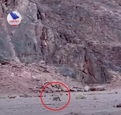 فيديو لذئب يتجوّل نهاراً في “وادي السلف” يثير مخاوف البعض في حائل