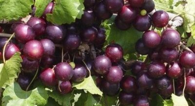 “نوع محدد” من العنب يطيل العمر.. ويخفف الوزن