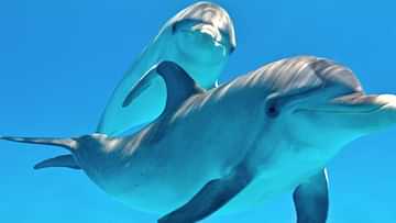 «دلافين عمياء» مهددة بالانقراض تضل طريقها في باكستان.. ومهمة عاجلة لإنقاذها
