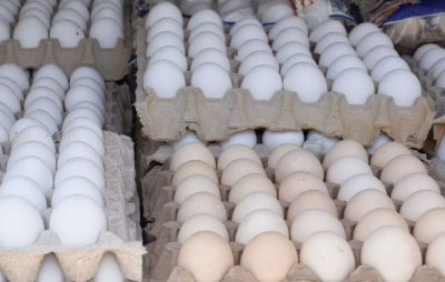 “منتجي الدواجن”: لا صحة لبيع بيض الدواجن بأسعار أقل في دول مجاورة