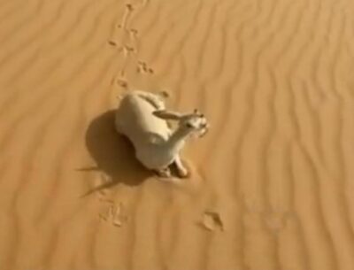 الوطني لتنمية الحياة الفطرية: الفيديو المتداول عن نفوق ظباء بصحراء الدهناء يعود لمنطقة خارج المملكة