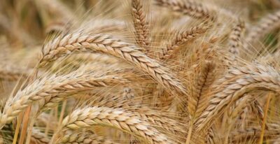بداية موسم عصيبة.. صادرات الحبوب الأوكرانية تهوي 68.5 بالمئة