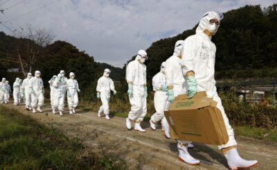 ارتفاع قياسي في عدد إصابات إنفلونزا الطيور باليابان