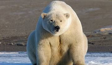 مقتل امرأة وطفل في هجوم لدب قطبي في ألاسكا
