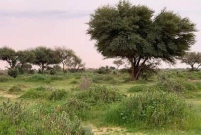 «البيئة»: 5 عوامل رئيسية تُسبب تدهور الأراضي الرعوية في السعودية