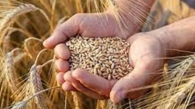 ريف: 5 نصائح للحفاظ على بذور القمح خلال الشتاء