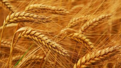 بعد تعليق اتفاق تصدير الحبوب.. أسعار القمح تسجل أعلى مستوى لها في 5 أشهر