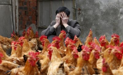 كوريا الجنوبية: لا حالات إضافية بأنفلونزا الطيور بسبب غذاء القطط