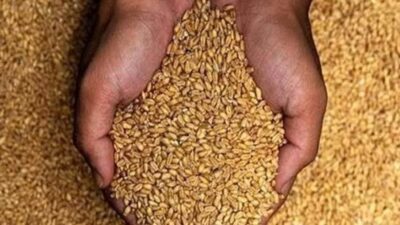 «هيئة الأمن الغذائي» تودع 132 مليون ريال في حسابات مزارعي القمح المحلي