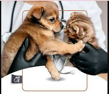 «وقاء»: السُّعار يهدد حياتنا.. والكلاب تلعب دورًا فعالًا في انتقال العدوى