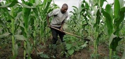 “بيئة رنية” تدعو المزارعين بزراعة الغذاء العضوي الصحي