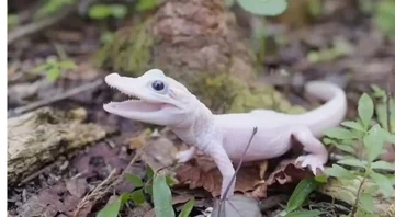 ولادة أندر تمساح في العالم بعيون زرقاء وجلد أبيض