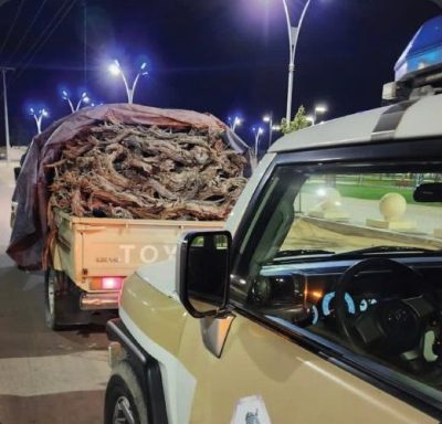 ‏شرطة محافظة طبرجل بمنطقة الجوف تضبط مخالفًا لنظام البيئة