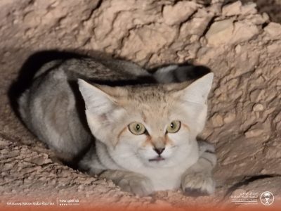تنمية الحياة الفطرية: رصد القط الرملي لأول مرة في محمية الوعول