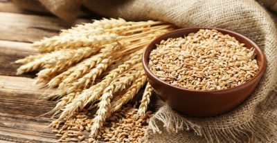 الهيئة العامة للأمن الغذائي تعلن جاهزيتها لبدء استلام القمح المحلي