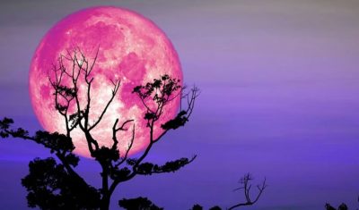 لماذا يسمى بدر أبريل بـ”القمر الوردي”؟