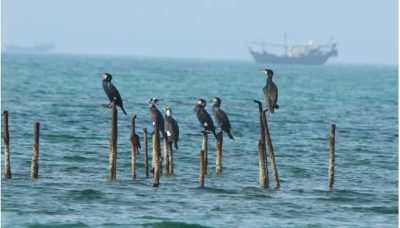 «الحياة الفطرية» يطلق مشروعًا لتقييم الموائل والأنواع البحرية في الخليج العربي