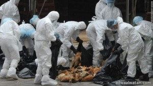 الصين : 77 إصابة بأنفلونزا الطيور المتطوره اتش 7 ان 9″
